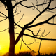 Illustration for article titled Shooting Challenge: Golden Hour